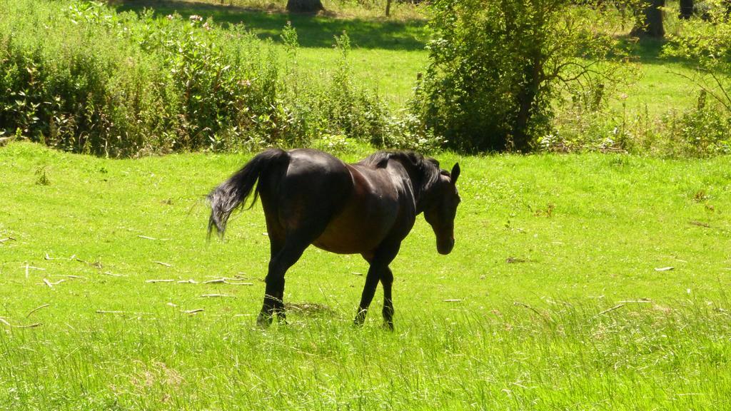 Ferme Des Chartroux Ξενοδοχείο Maresville Εξωτερικό φωτογραφία